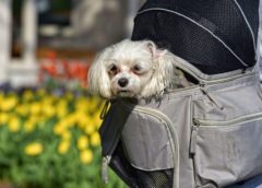 Best Small Dog Backpacks - Post Thumbnail